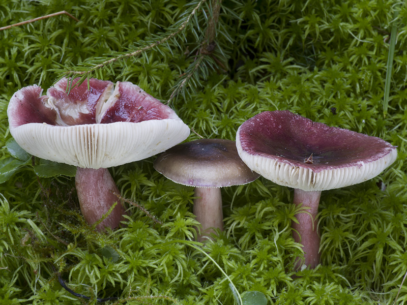 Russula queletii